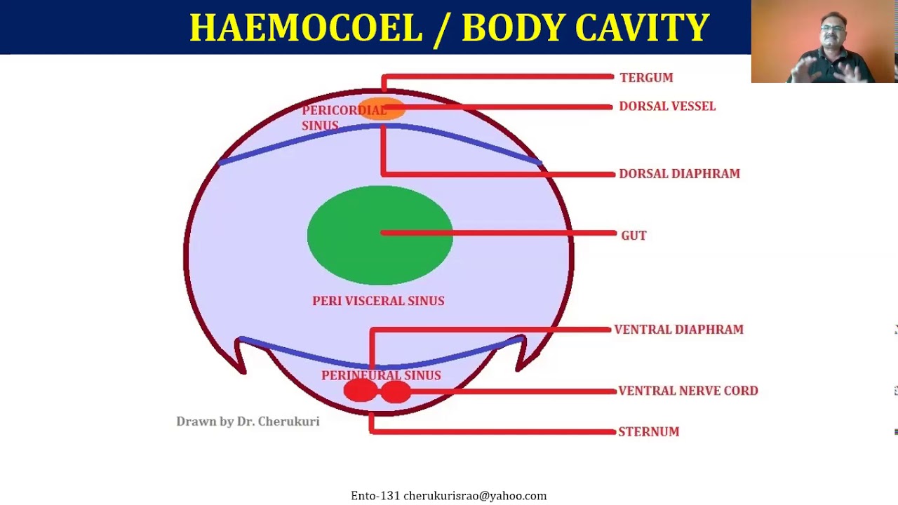 Prof Cherukuri Ento 131 L 14 Insect Circulatory System
