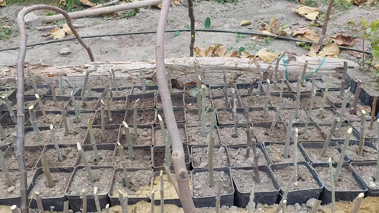 ÇELİKTEN KÖKLENDİRME NASIL YAPILIR?💥 ÇELİKTEN ZEYTİN KÖKLENDİRME NASIL YAPILIR?ZEYTİN ÇELİĞİ ÜRETME💯