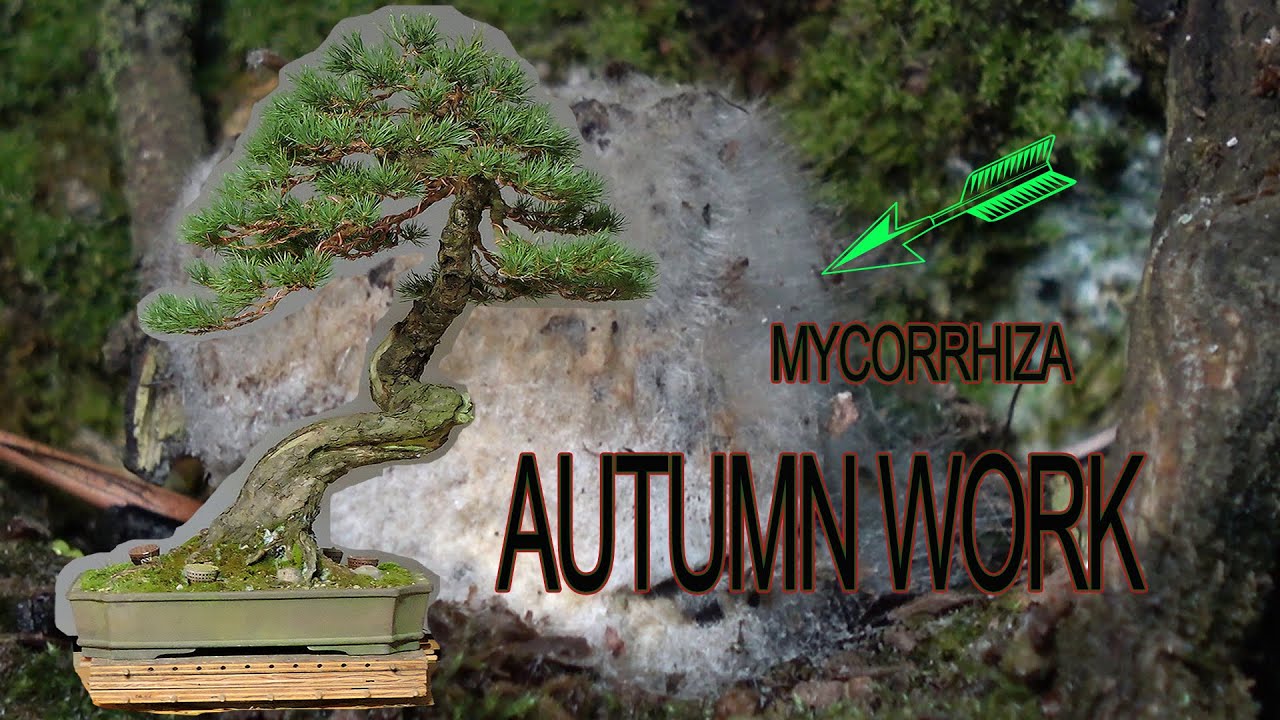 Autumn work on Scots pine and importance of mychorriza