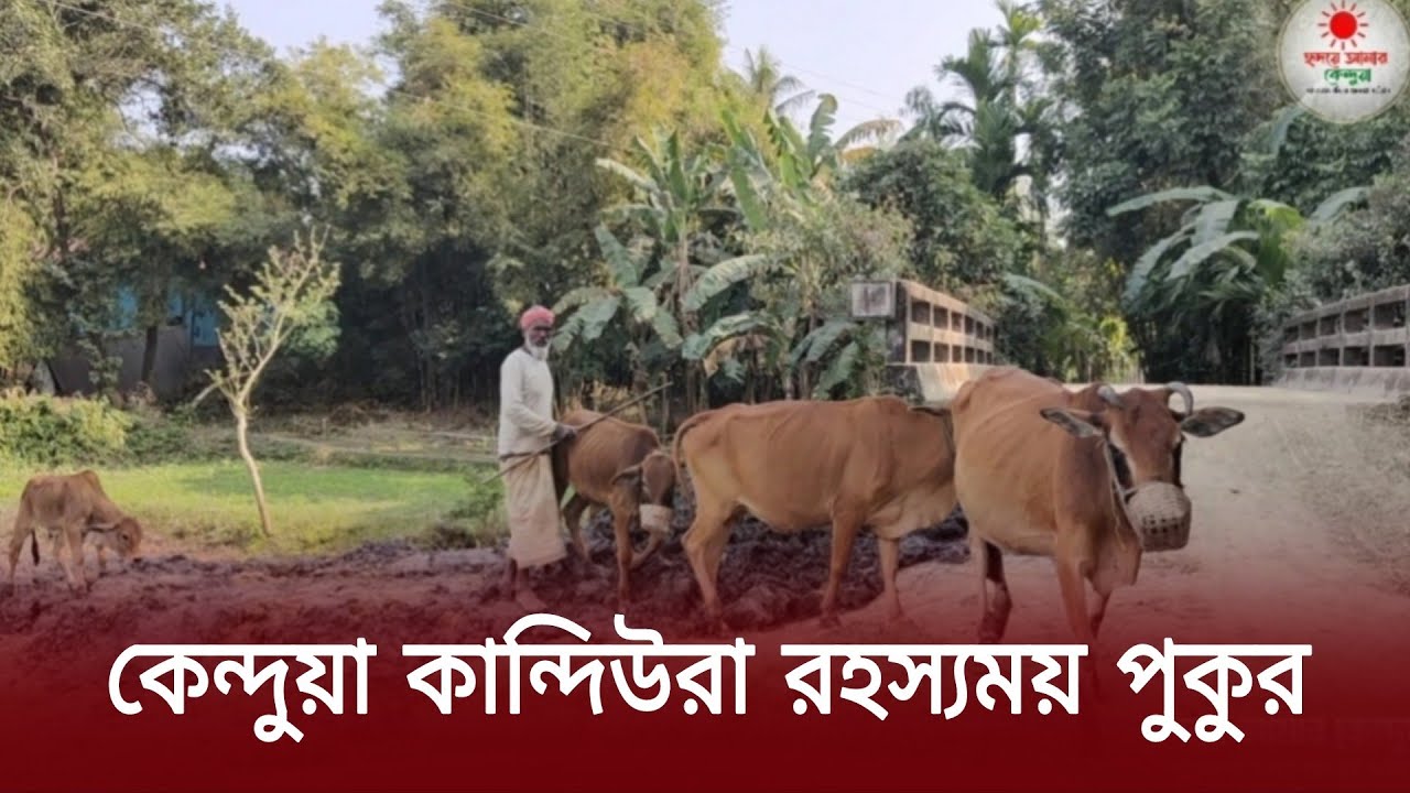 কেন্দুয়া উপজেলার রহস্যময় পুকুর কান্দিউরা ইউনিয়ন |Netrokona_news24 |Roton Khan 