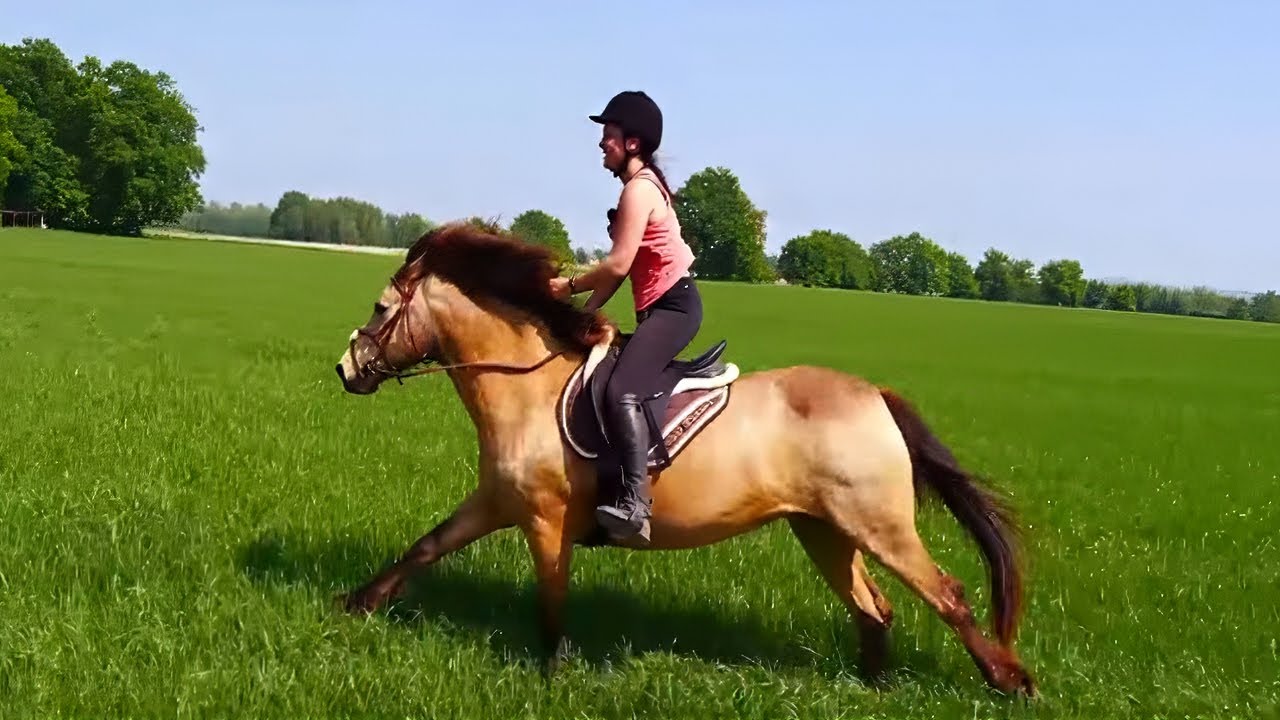 Ados en échec social : un cheval pour reconstruire sa vie