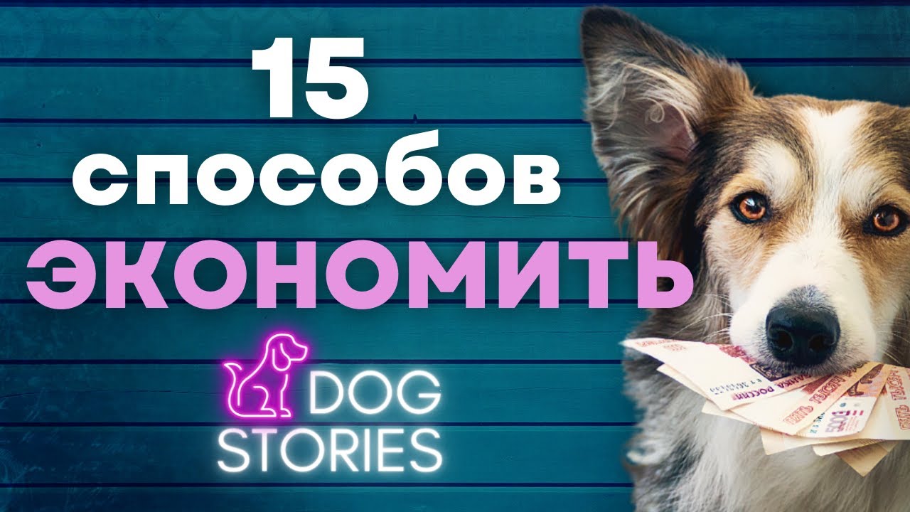 Как сэкономить на собаке 🐕 15 реальных способов без вреда