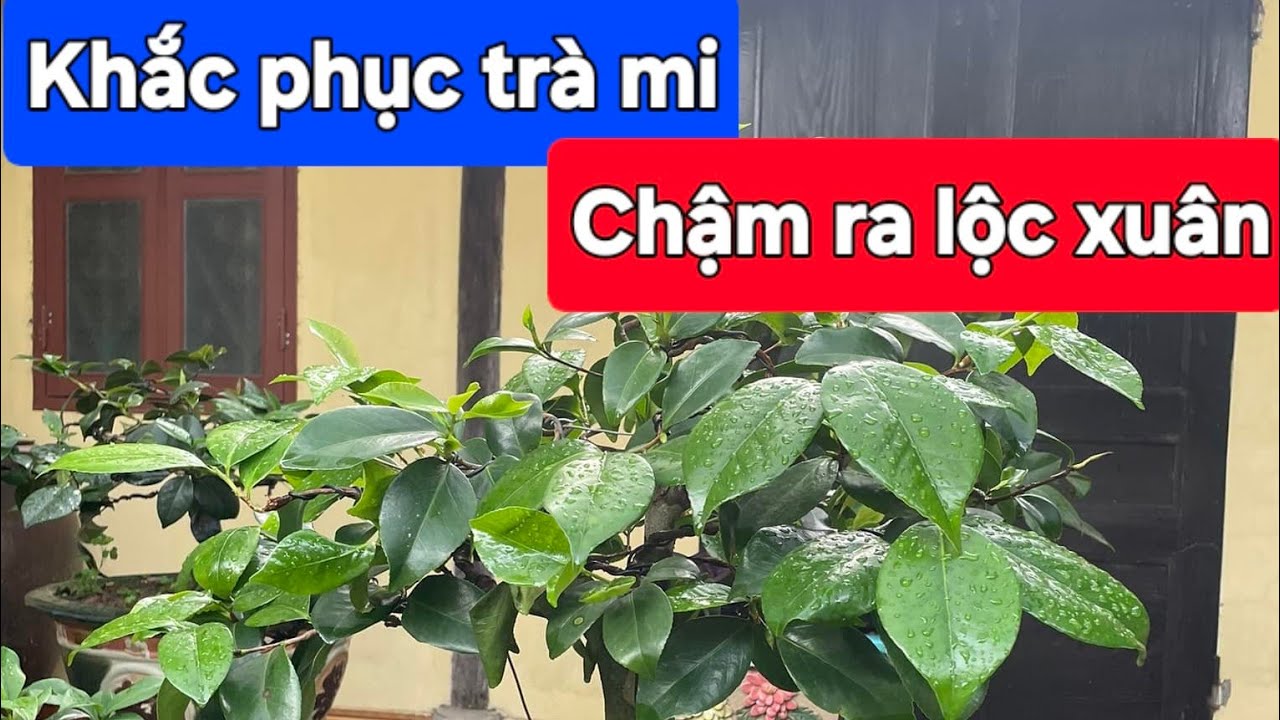 Khắc phục trà mi chậm ra lộc xuân