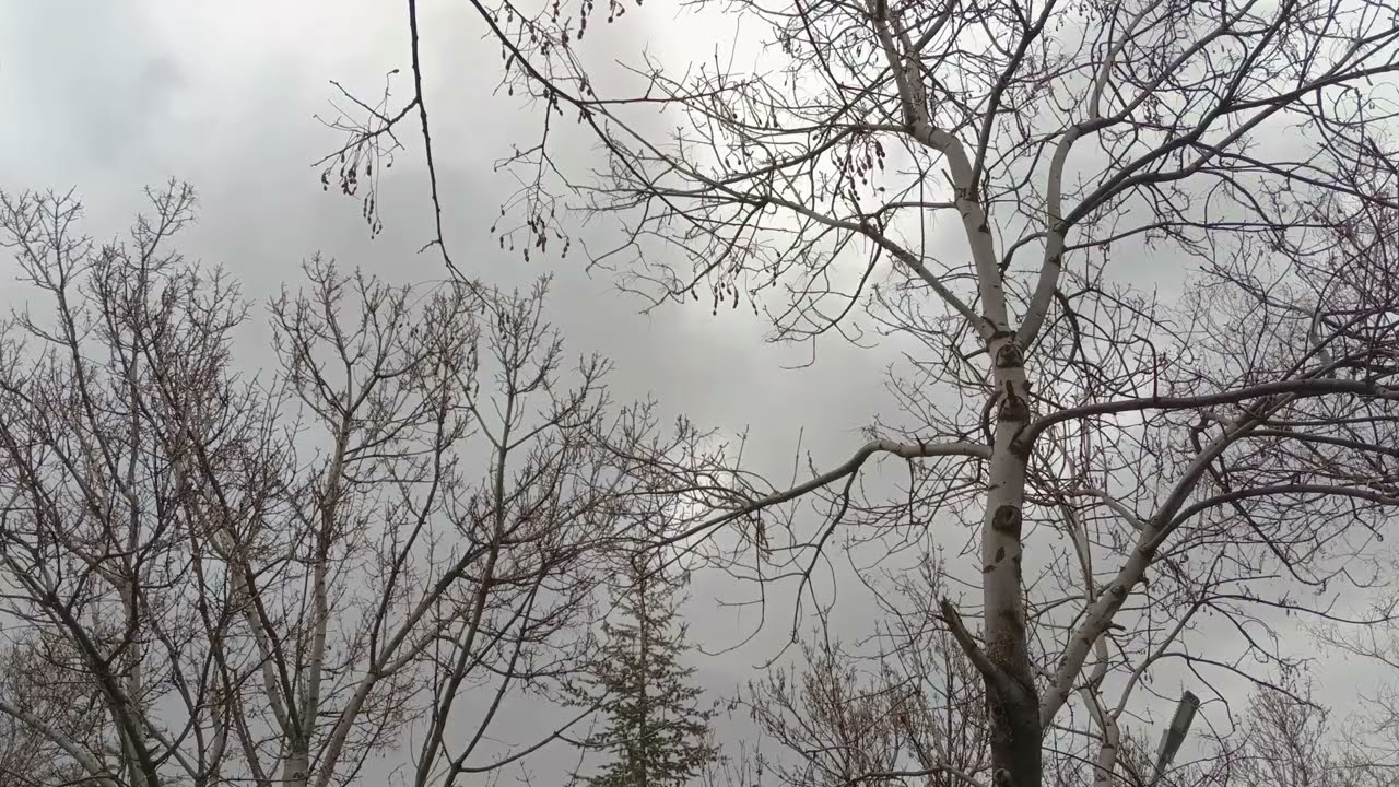 Wind Through Bare Trees | Real Garden Wind Sounds for Sleep & Focus (1 Hour)