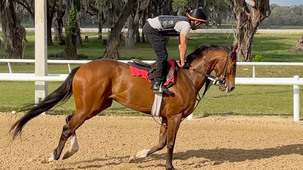 Nelson Jones Farms and Training Center, Ocala, Florida
