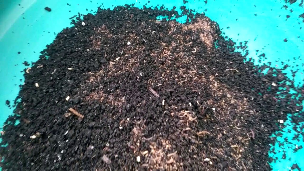 vermi.kiev. 24.10.2020  РАЗВЕДЕНИЕ ДЕНДРОБЕНЫ ВЕНЕТЫ.