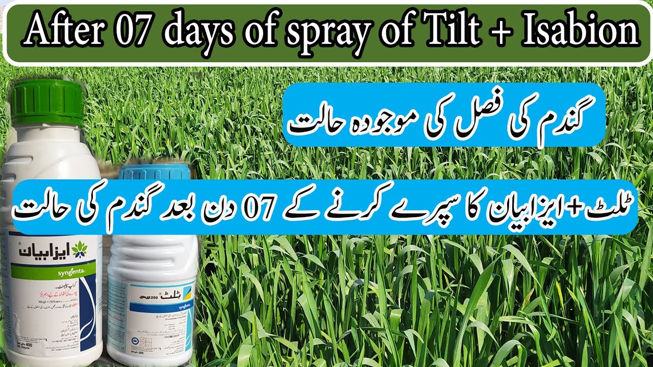 Wheat After 07 days of spray of Tilt + Isabion | ٹلٹ+ایزابیان کا سپرے کرنے کے 07 دن بعد گندم کی حالت
