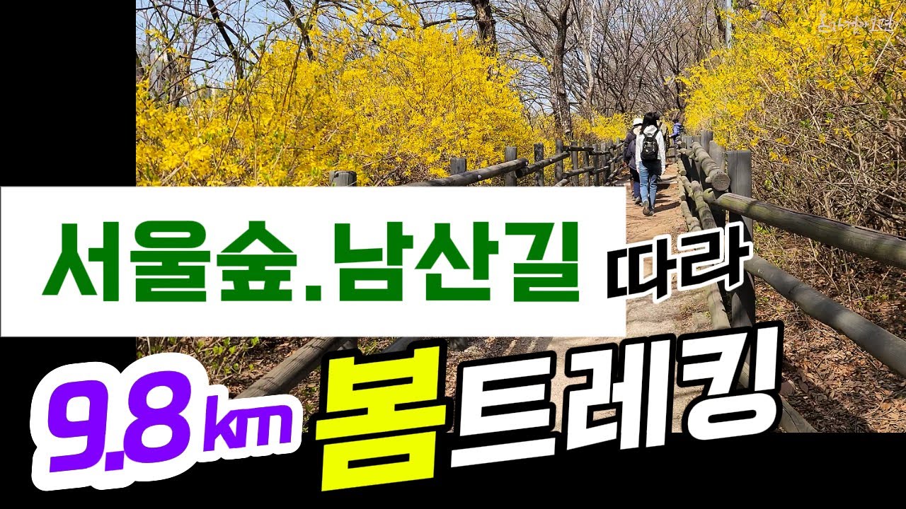 이렇게 봄맞이를 했어요! 봄길 9.8km/3시간 트레킹|서울숲-개나리산-대현산-남산자락숲길| 응봉산 개나리|남산자락숲길의 봄|걸어야 만나는 소중한 것들|걸으며 멍때리기