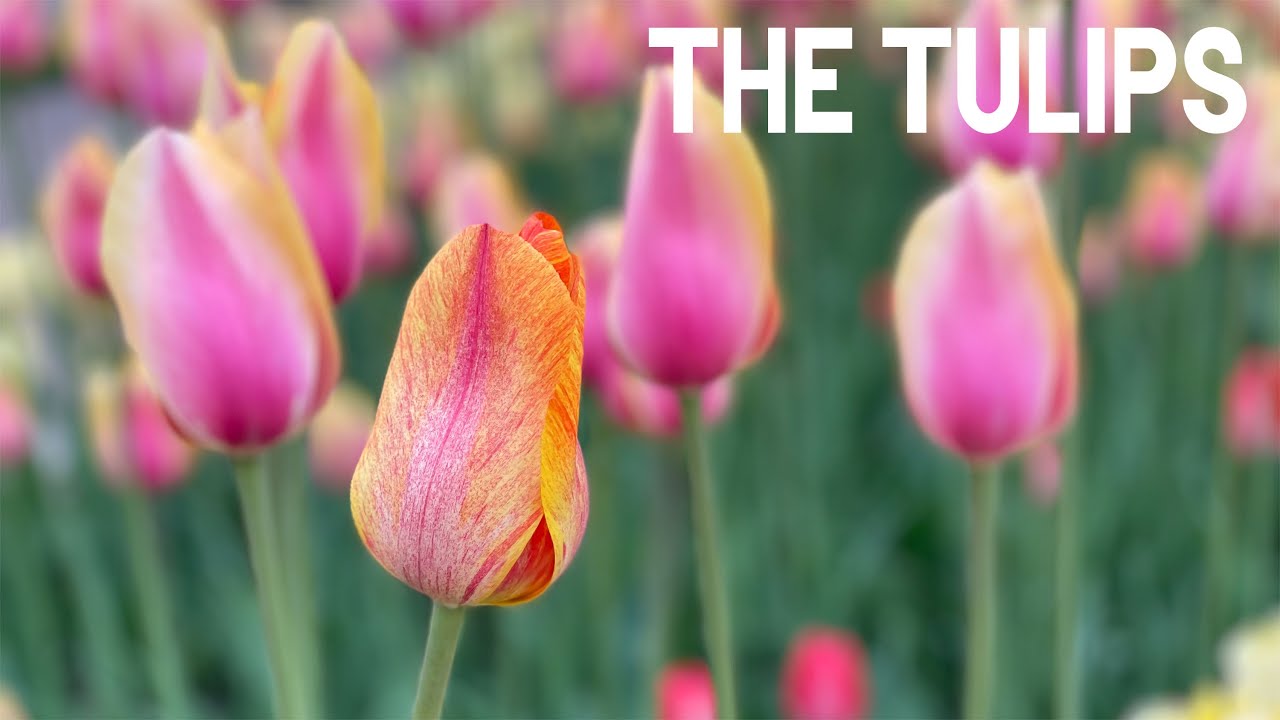 The Tulips! - Relax and Enjoy The Tulips from Holland Michigan
