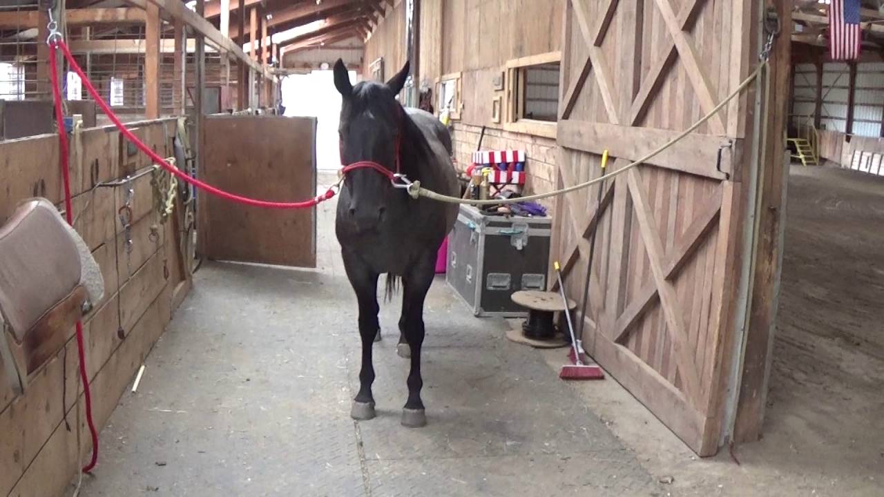 How to cross tie a pull back horse