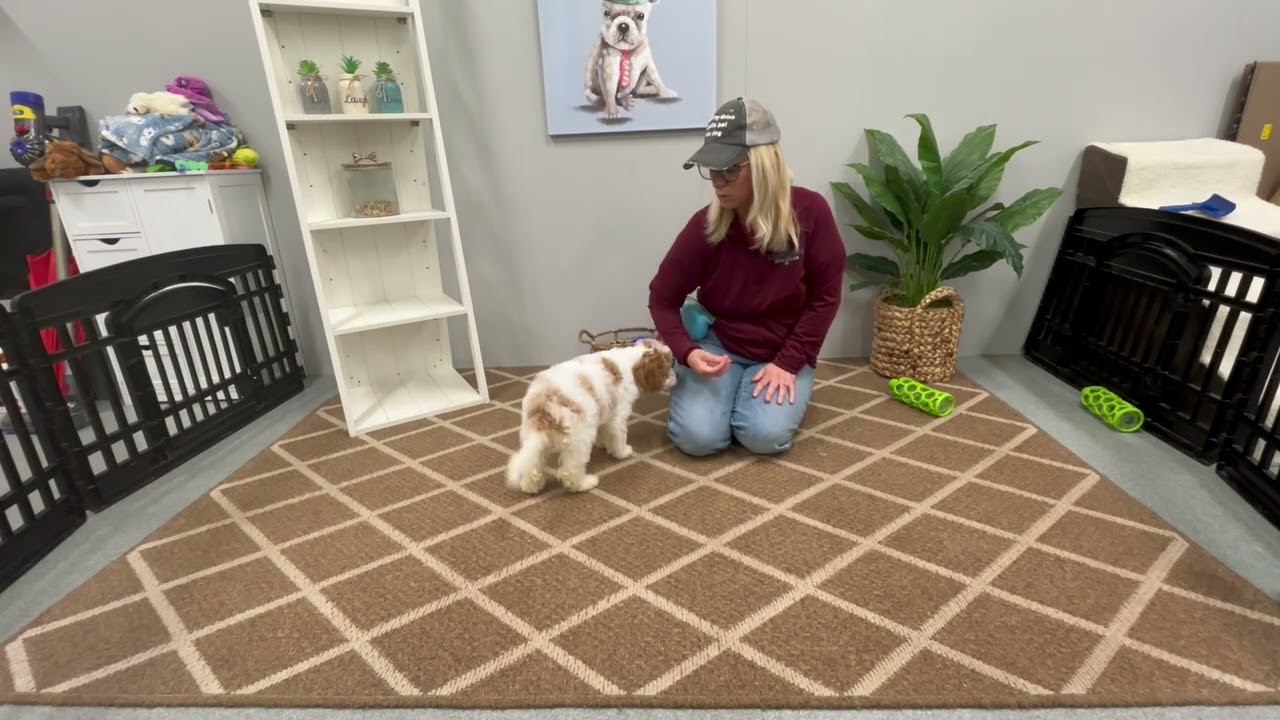 Valentine the cavapoo learning to sit.