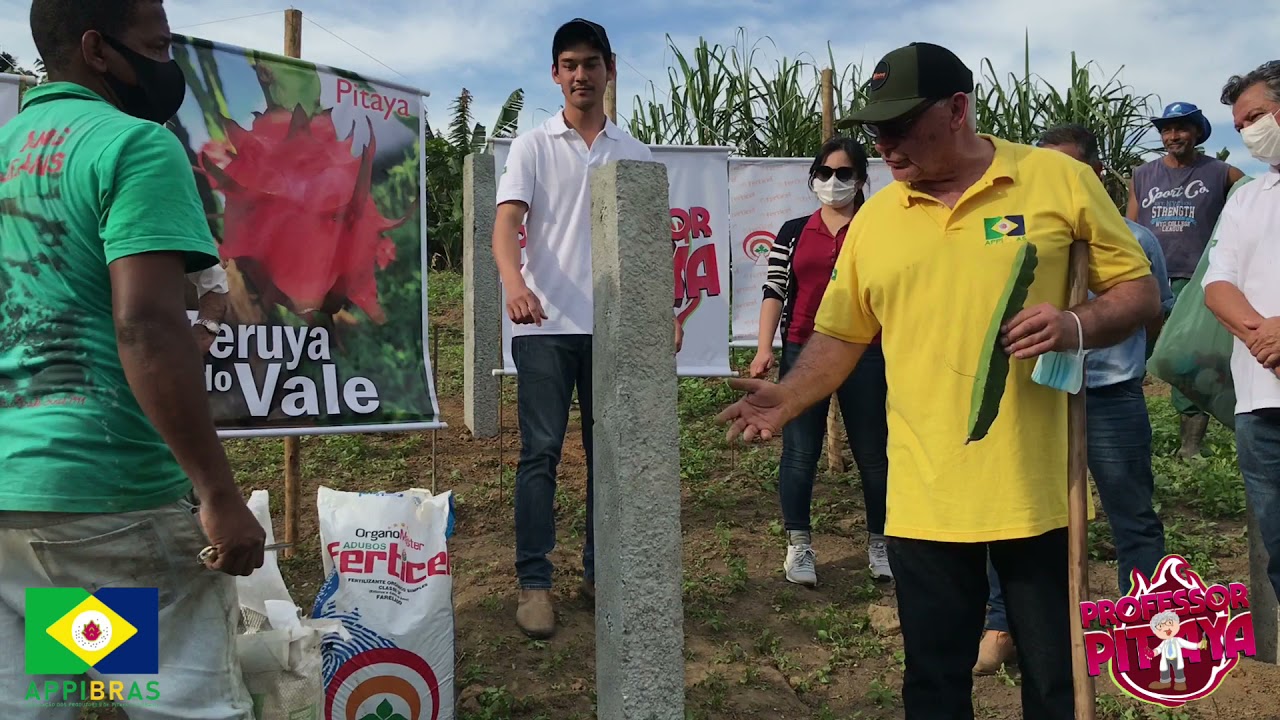 Profundidade de plantio, número de mudas e adubação de base em Pitaya