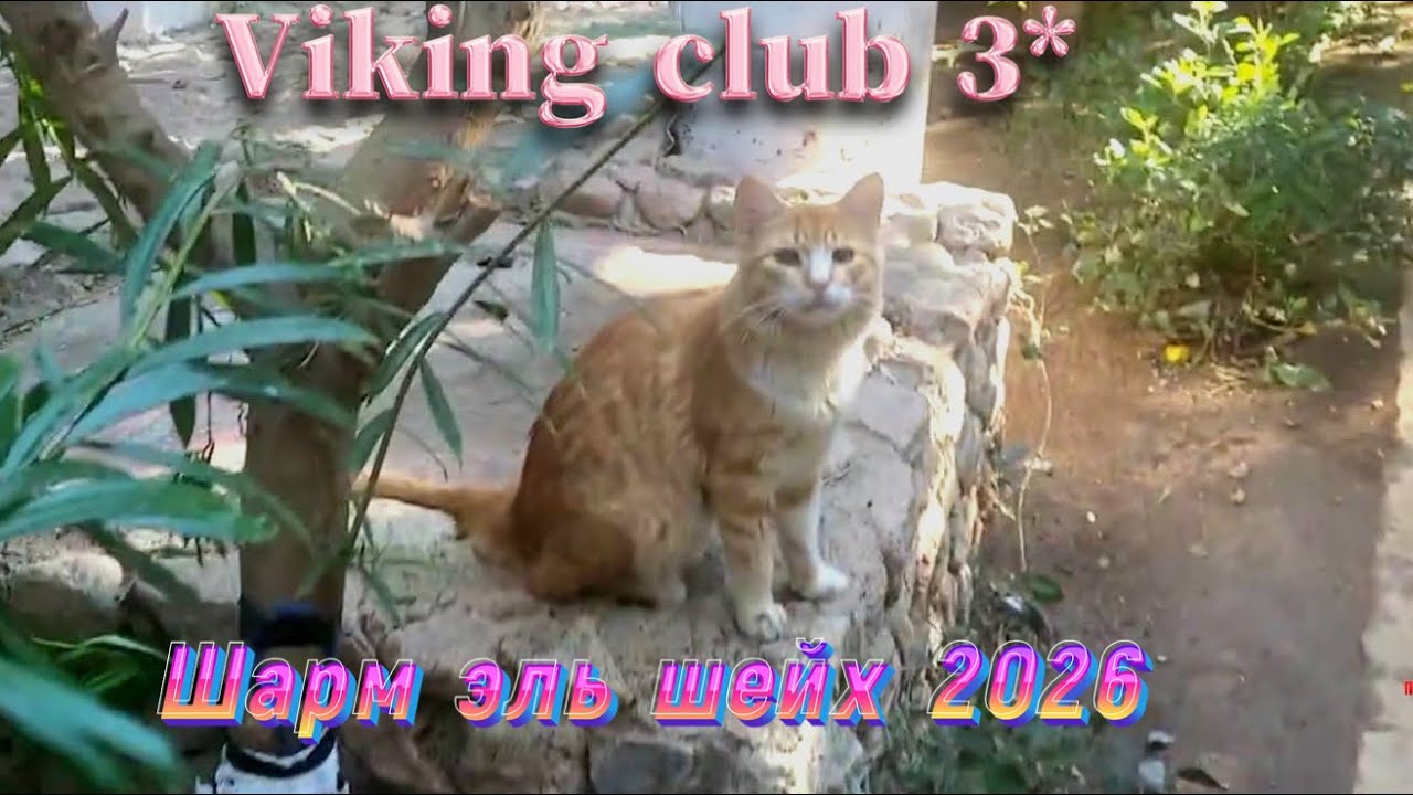 Египет 2026. Чем кормят в отеле Viking club 3* Наама Бей  пляж  Canabech.