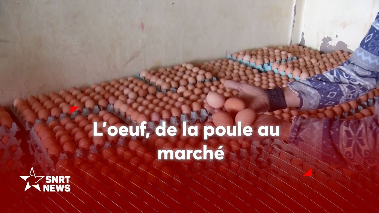 L’œuf, de la poule au marché