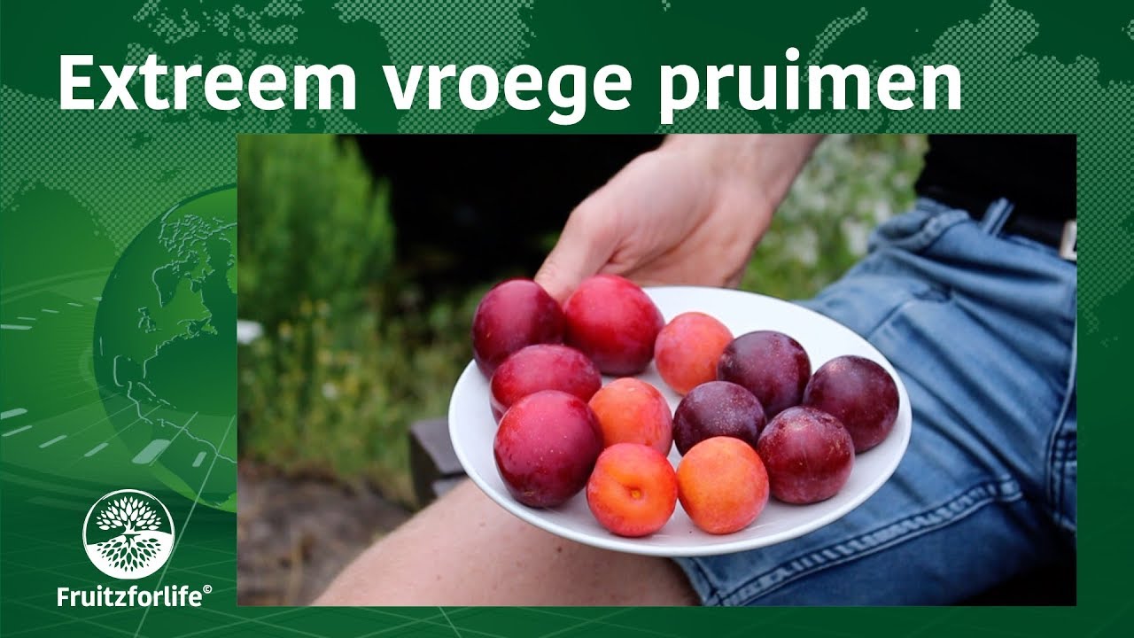 Extreem vroege pruimen