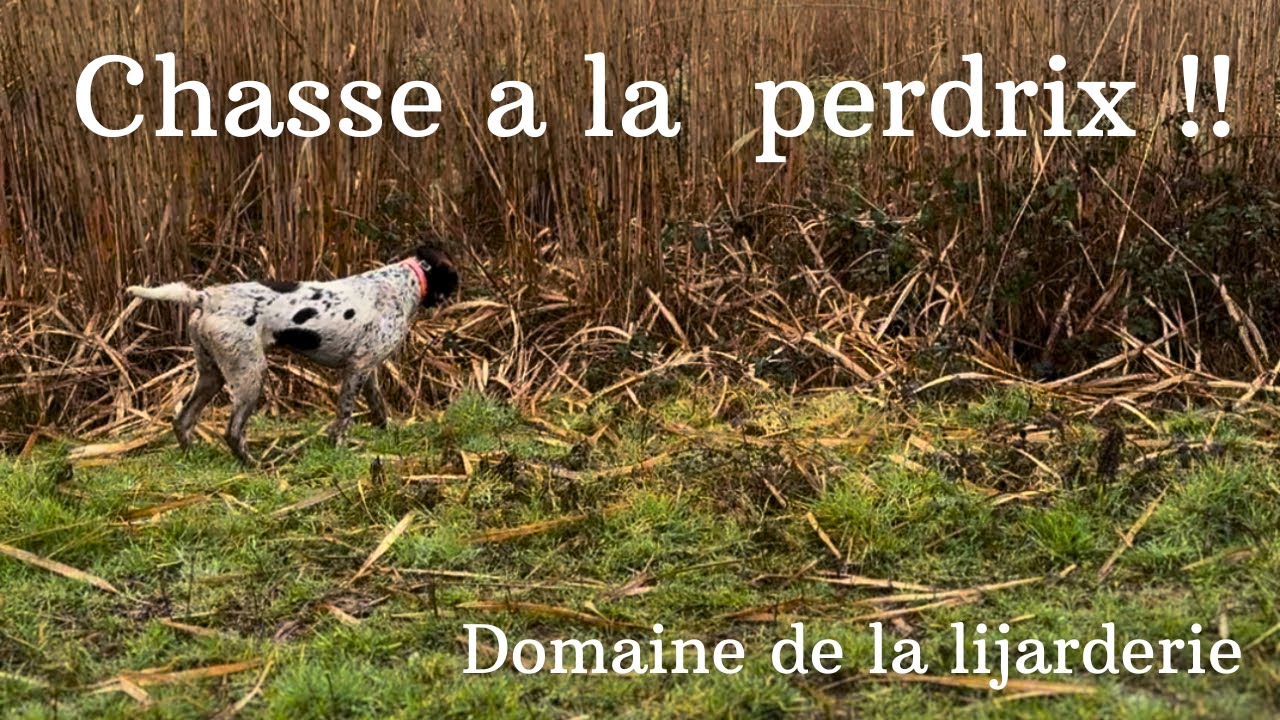 CHASSE PERDRIX au chien d'arret (domaine de la lijarderie 2024)