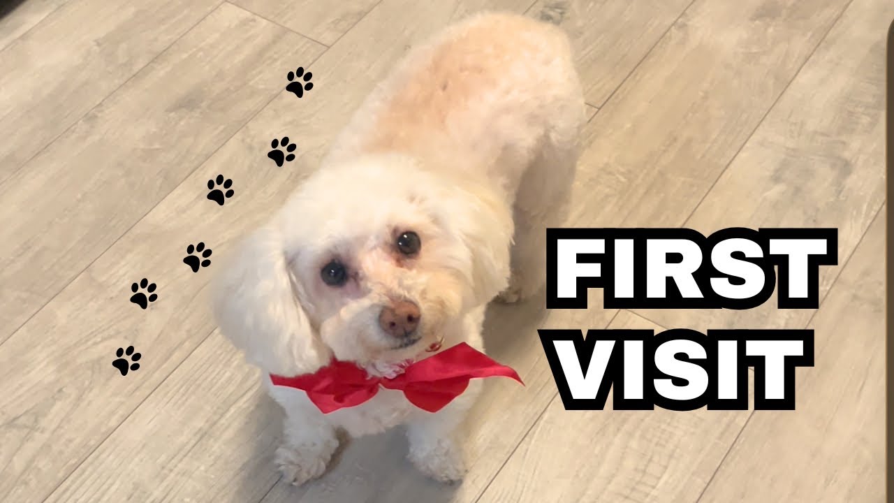 My Rescue Dog’s First Surprise Visit to her Grandparents (I wasn’t ready for her reaction)