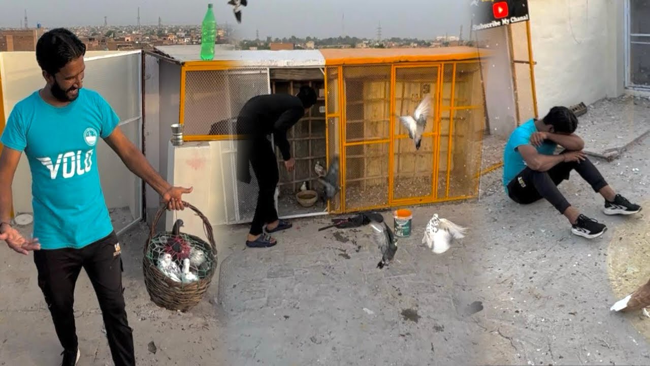 Kabutaron ke puri dukan khareed li or ya Kia hoa😮😮