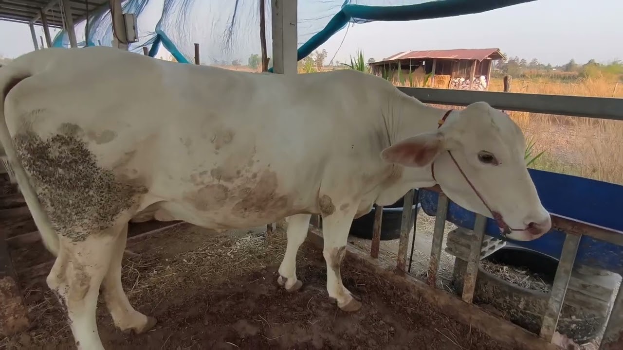 วัวลูกผสมชาโรเล่ล์#cow #farming #วัวแม่พันธ์