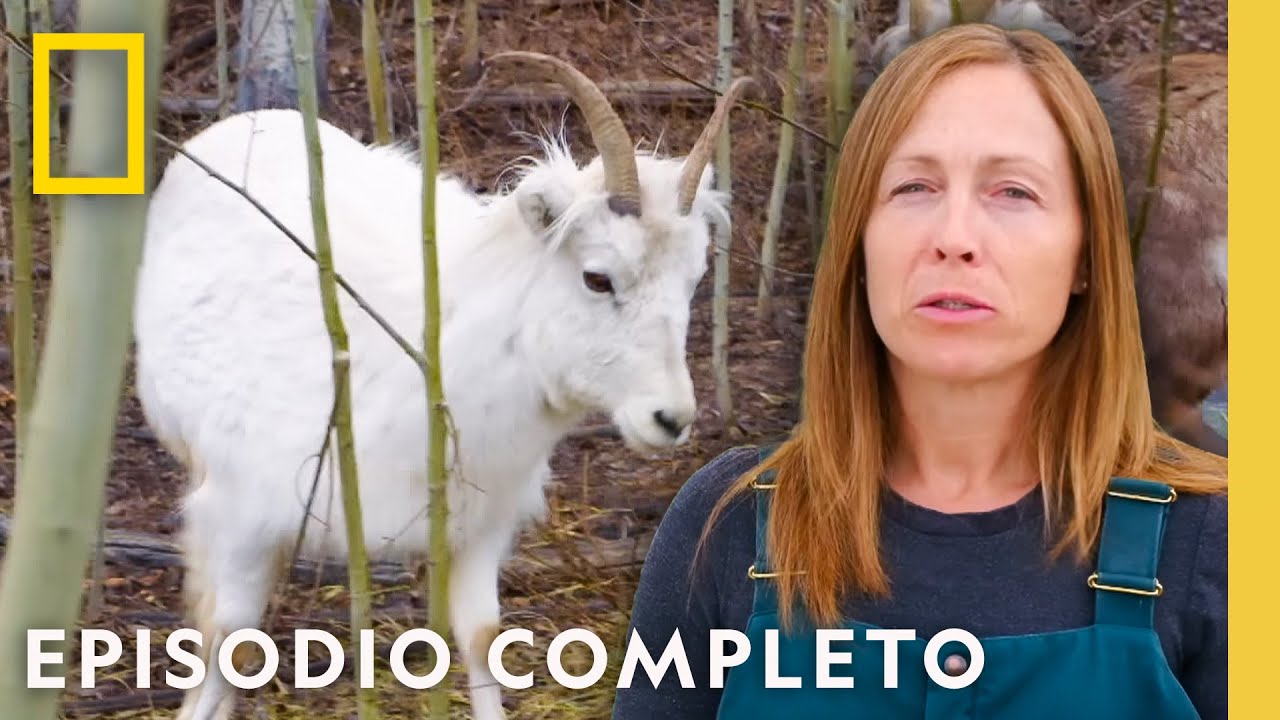 Ovejas Rebeldes vs. Veterinarios | Veterinaria del Yukón | Nat Geo en Español