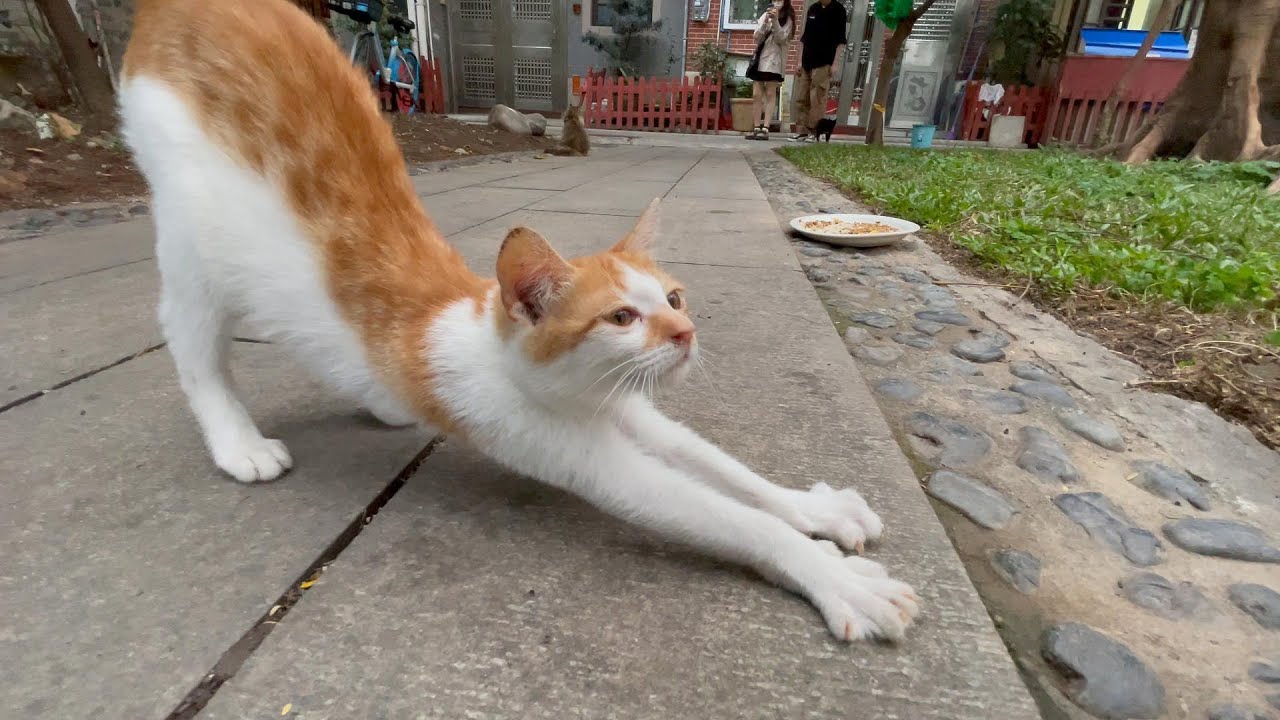 A cute orange tabby kitten