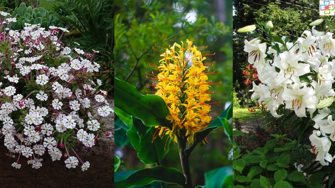 13 Night Blooming Fragrant Flowers with Strong Scent