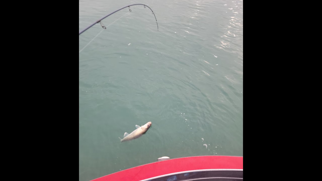 Fall Brawl and Walleye Slam Fishing Locations and Tips