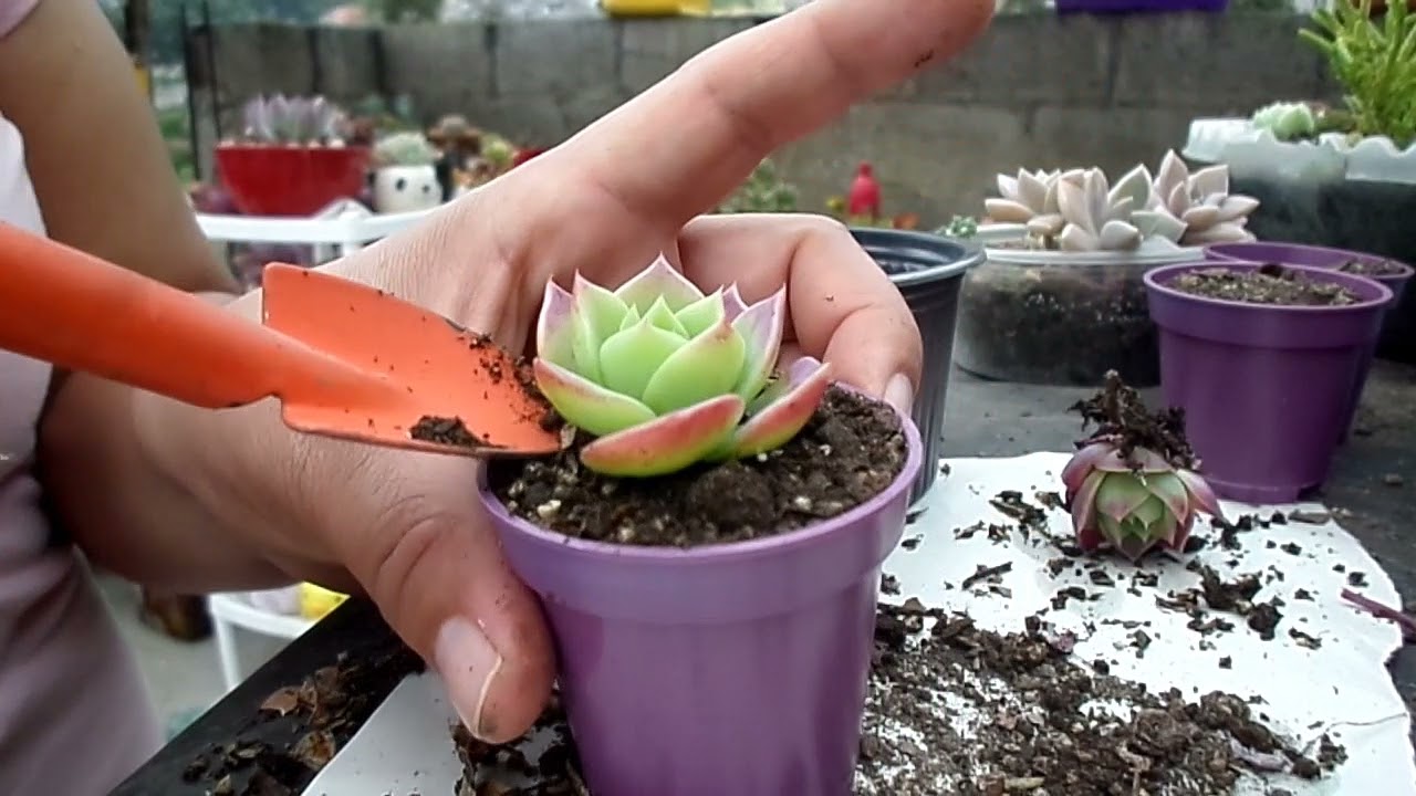 Preparando suculentas para recuerdos 😍
