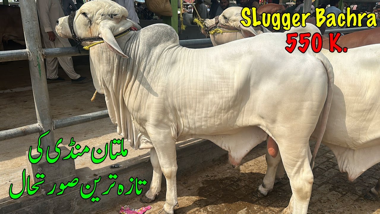 Kheera Bachray Multan Mandi Mall Sasta Ho Gya @SSTvs