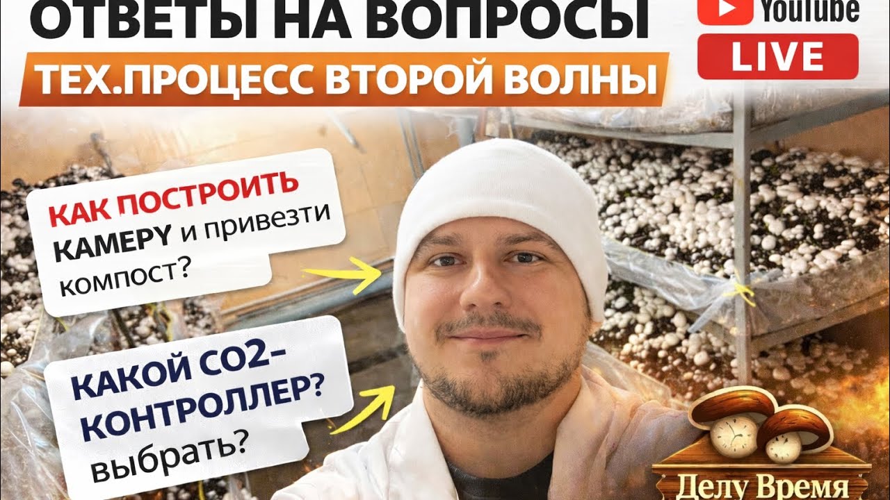 Вторая волна шампиньонов: что делать, чтобы не потерять урожай