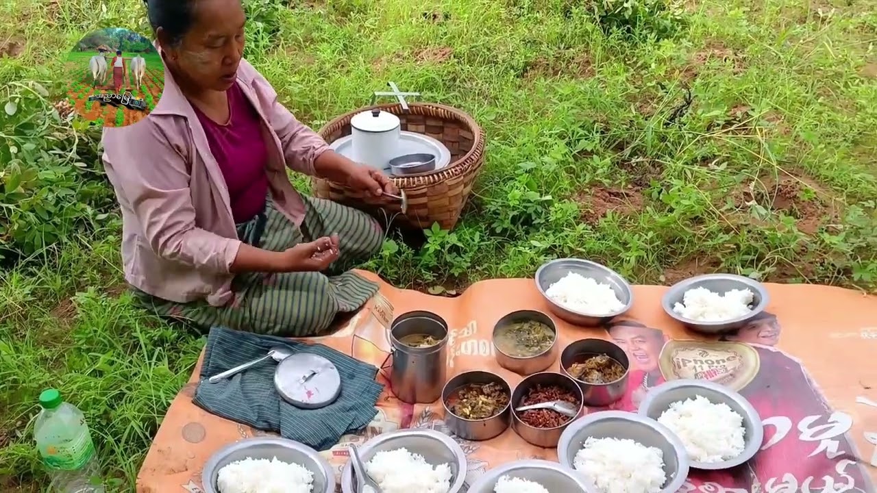 မြေပဲစိုက်ပျိုးနည်း အစအဆုံး တင်ပေးလိုက်ပါပြီ