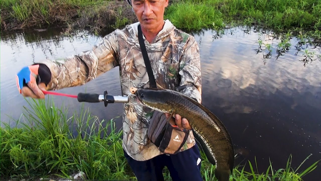 CASTING GABUS KANAL SAWIT|| CUKUP MEMUASKAN||makan2 suasana hutan