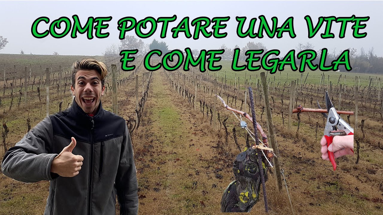 COME POTARE UNA VITE E COME LEGARLA