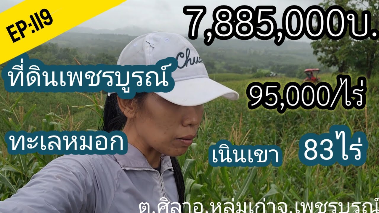 ขายแล้ว📌EP:119#ที่ดินเพชรบูรณ์ 83ไร่โฉนดครุฑแดงขายยกแปลงไร่ละ95,000บาทต.ศิลาอ.หล่มเก่าจ.เพชรบูรณ์