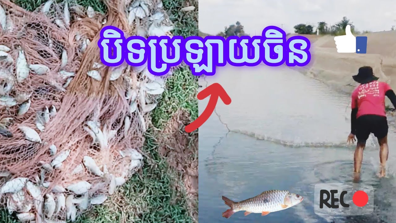 ពុកម៉ែបងប្អូនបើមានបំណងចង់រកត្រីថ្ងៃនេះគេបិទប្រឡាយចិន(13,03,2026)