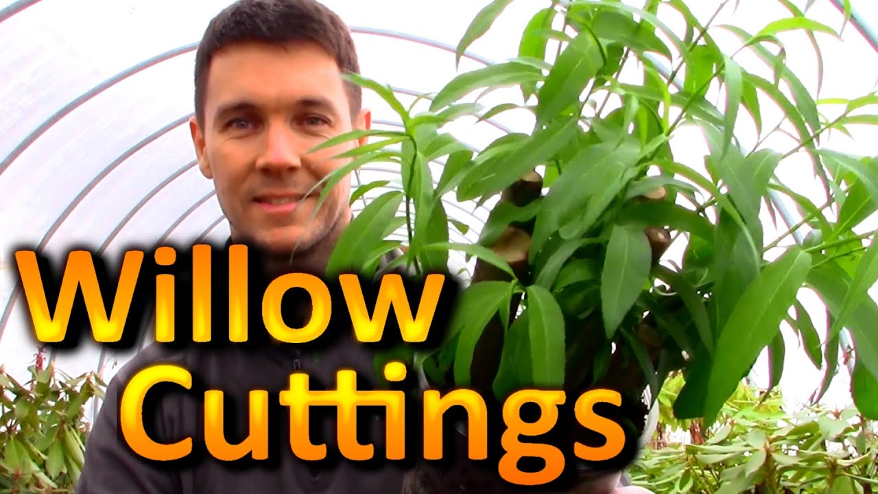 Rooting 