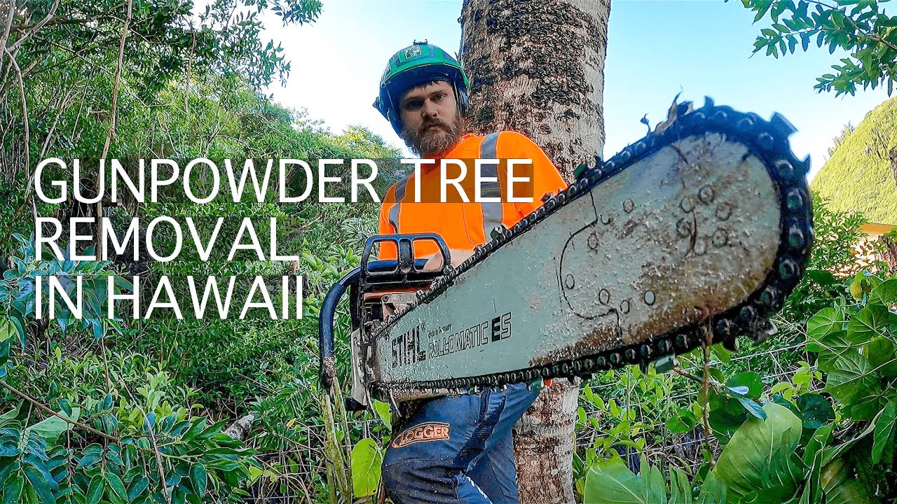 WELCOME TO THE JUNGLE! Brave and valiant Arborist attacked by GIGANTIC DEMON RAT on Oahu!