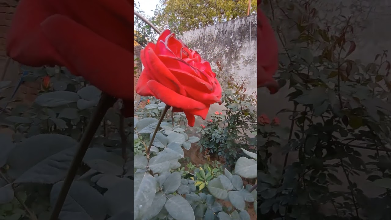 red rose #remix #music #edit #trap #flower #flowers #rosegarden #gardenflower #shorts #trending #new