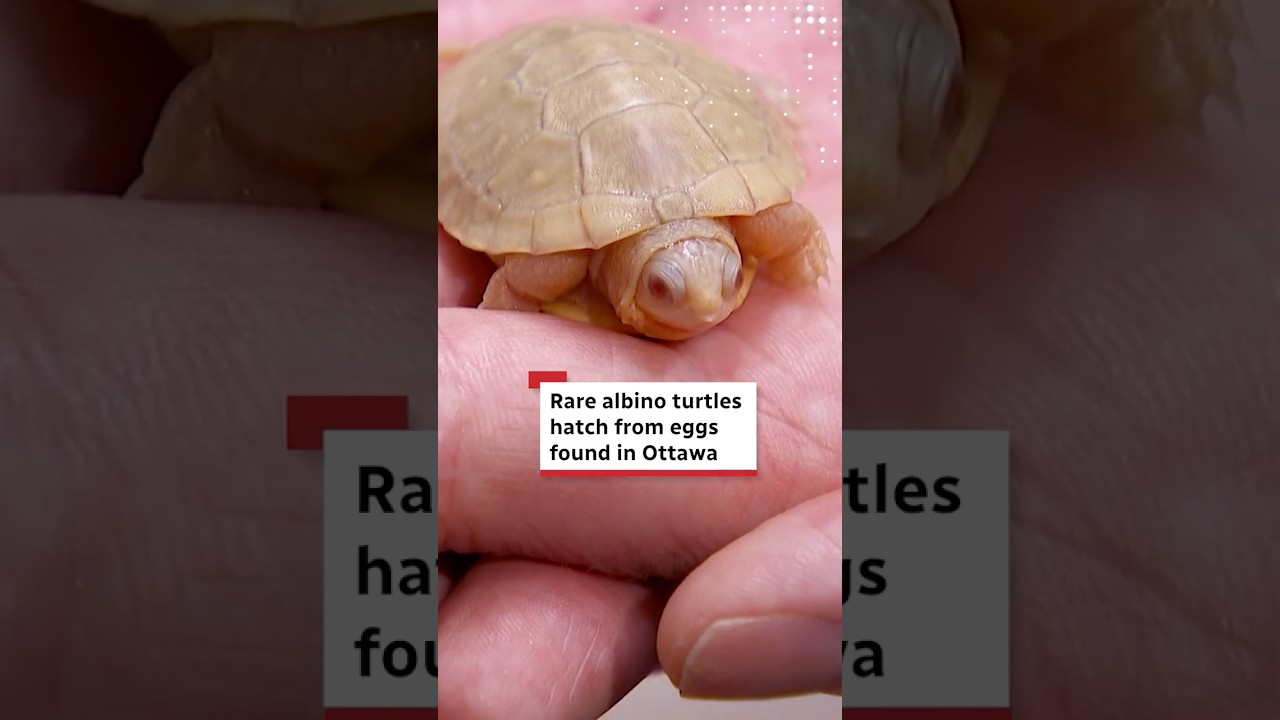 Rare albino turtles hatch from eggs found in Ottawa