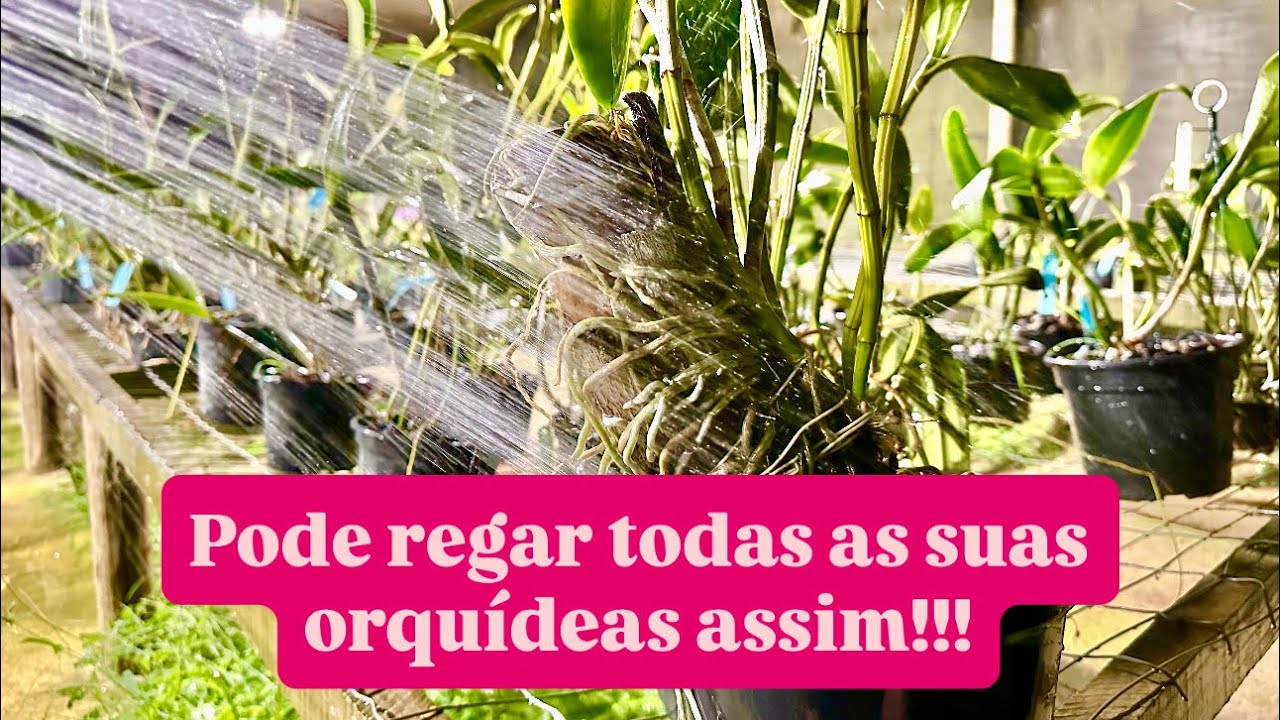 Jeito certo de regar as orquídeas o ano todo!!!