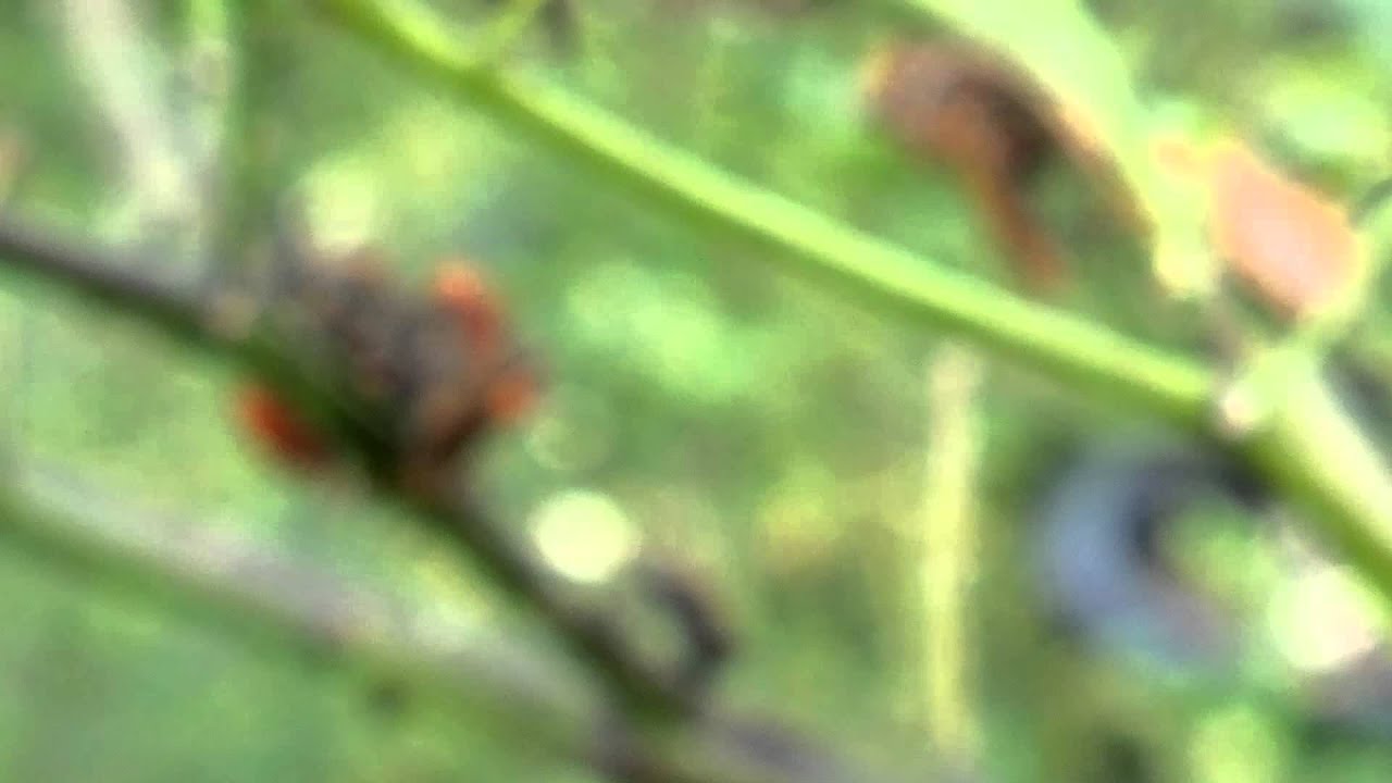 Badass little WTF Bugs!