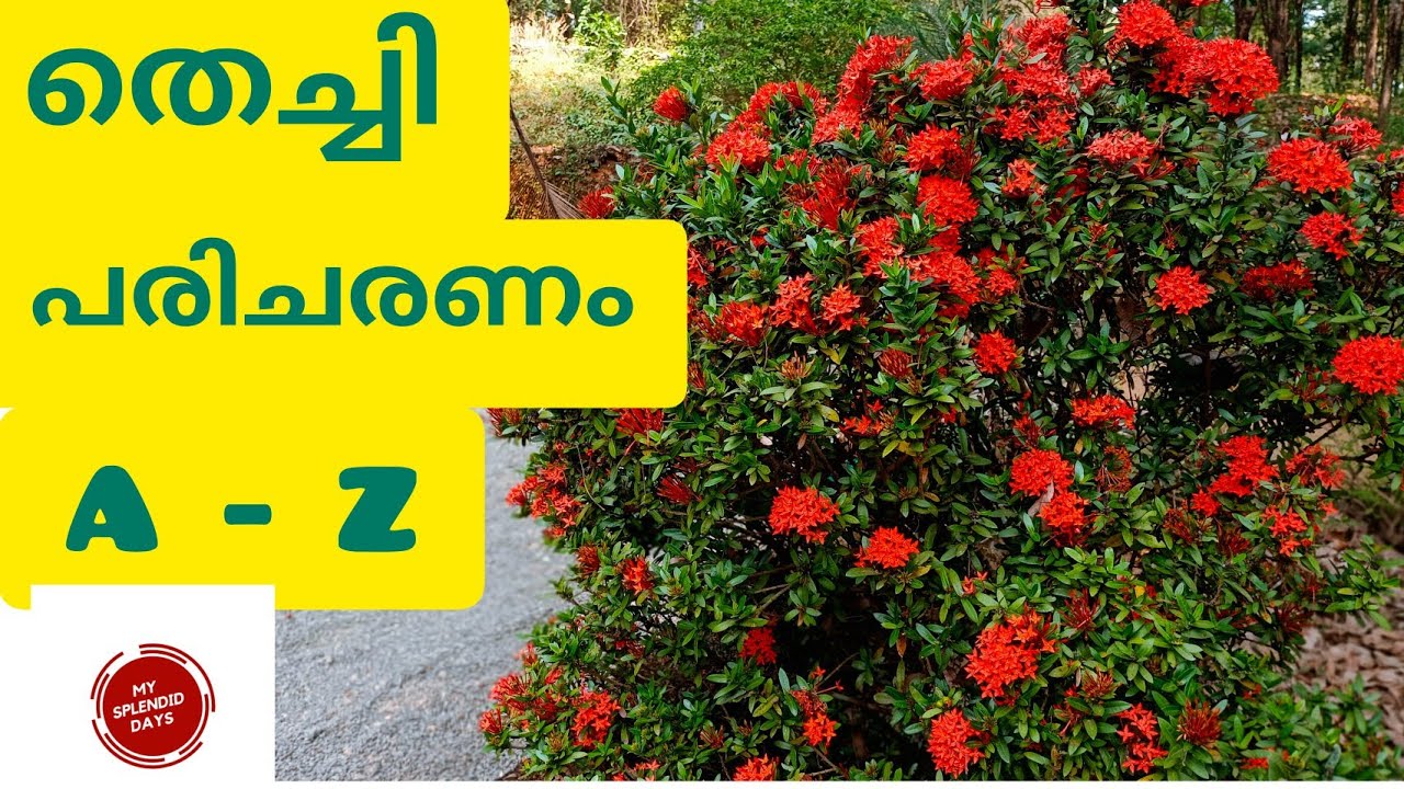 തെച്ചി-ചെത്തി-തെറ്റി പരിചരണം/ ixora plant care malayalam/My splendid days/plant care series/new2022