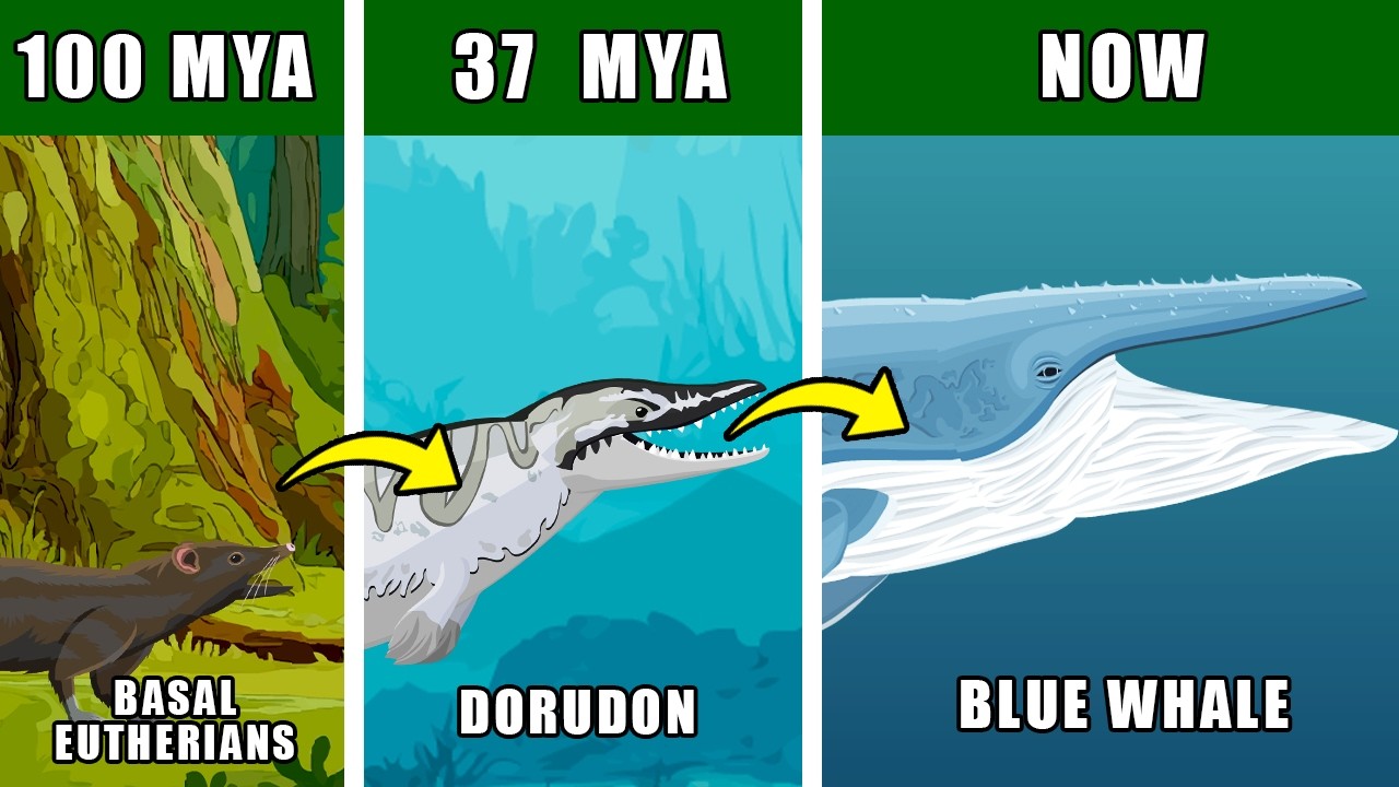 Blue Whale Origin Evolution: Who Were Blue Whales Ancestors