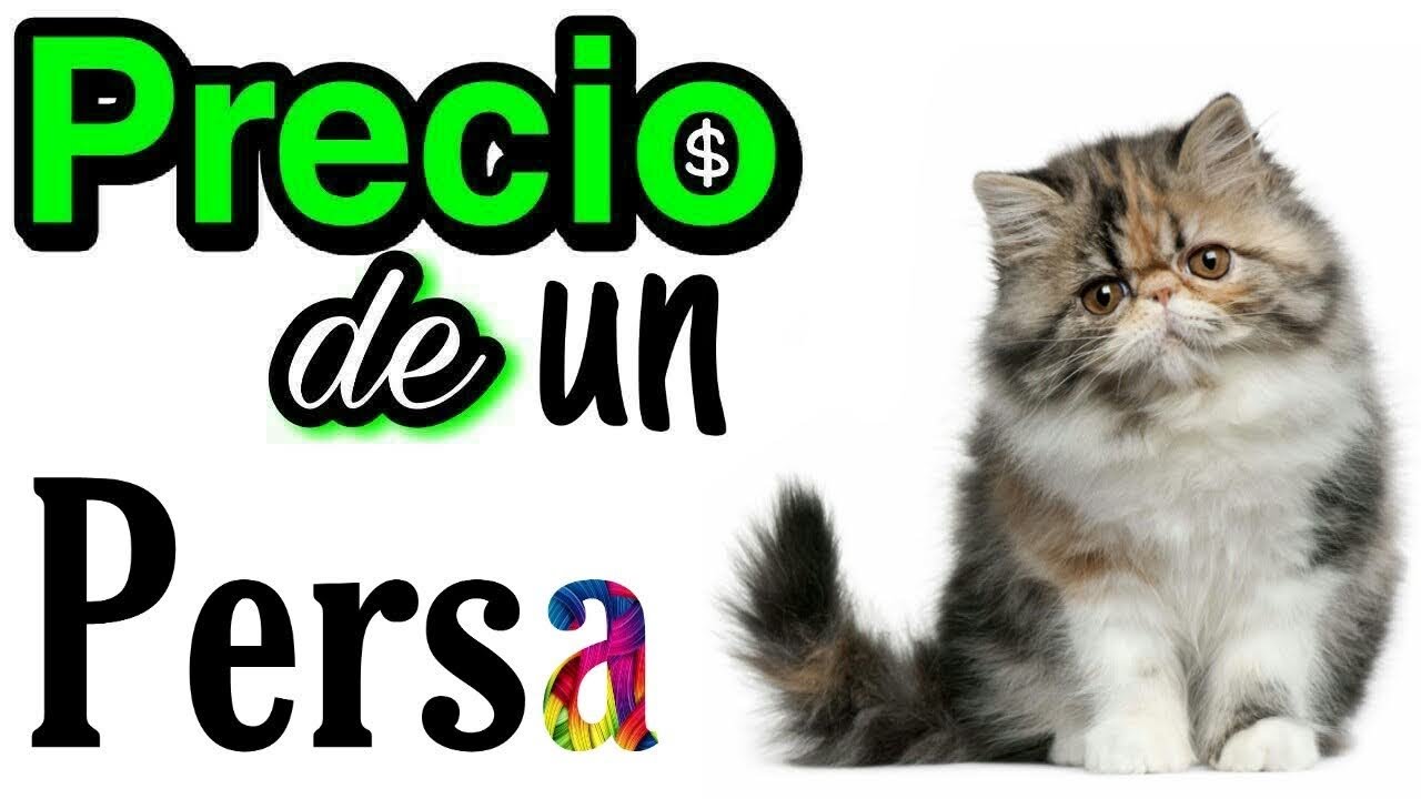 Precio de Gato Persa | AniEx