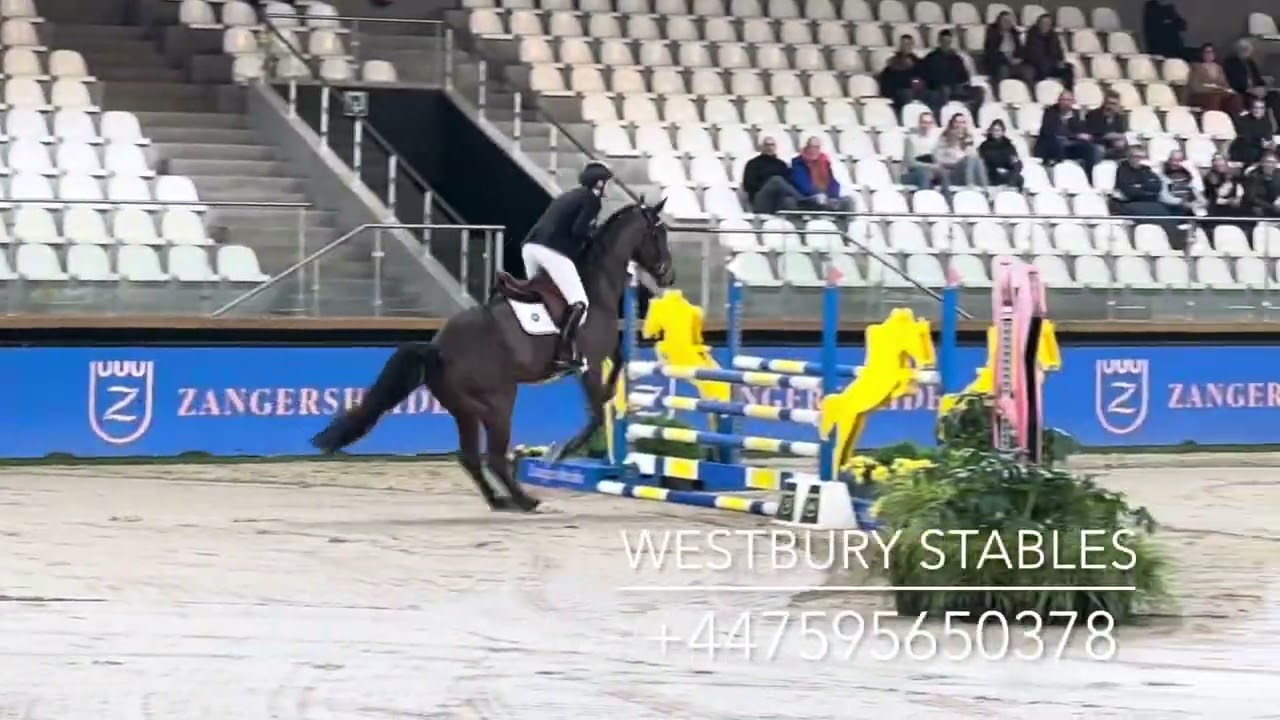 Don Camillon 123 Z- 2020 Stallion (Dominator 2000 Z X Der Sernaat 111)