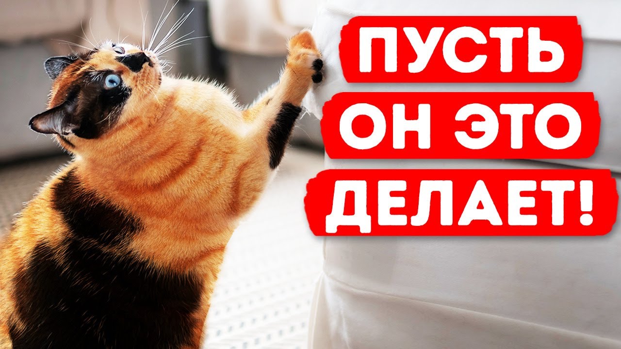 Как устроены кошачьи когти?