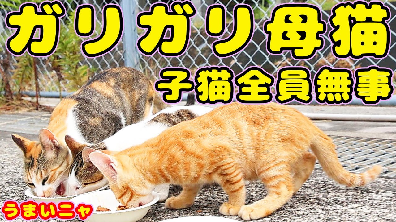 Когда я кормила худую маму-кошку и ее котят, они ели с удовольствием.