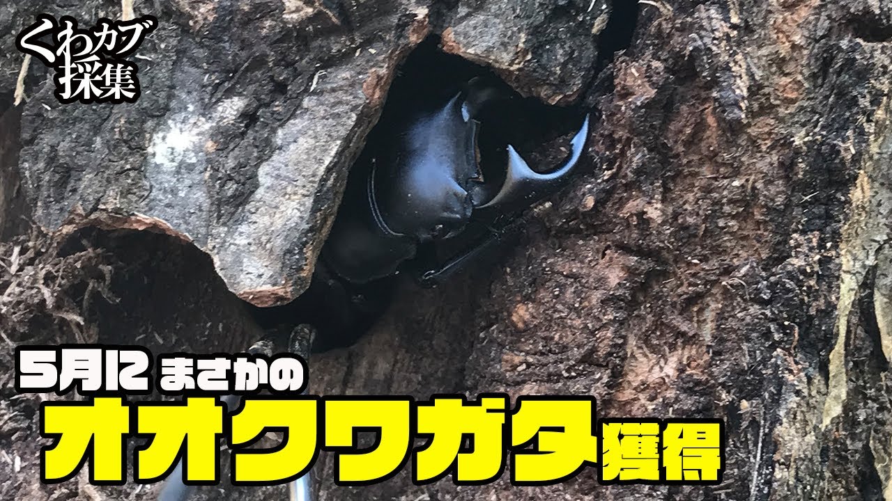 ウソやん！こんな所でオオクワガタ採集できた！『2021年5月クワガタ採集・昆虫採集』