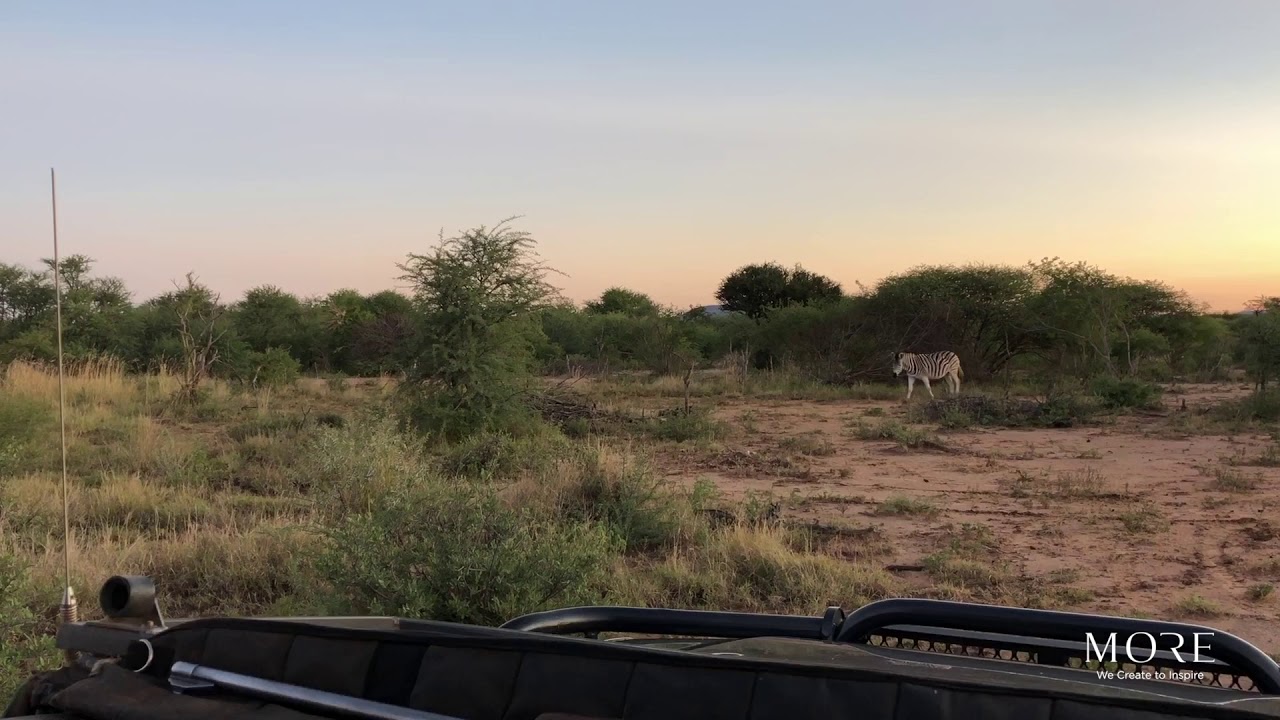 Madikwe Safari Lodge - Cheetahs On The Chase