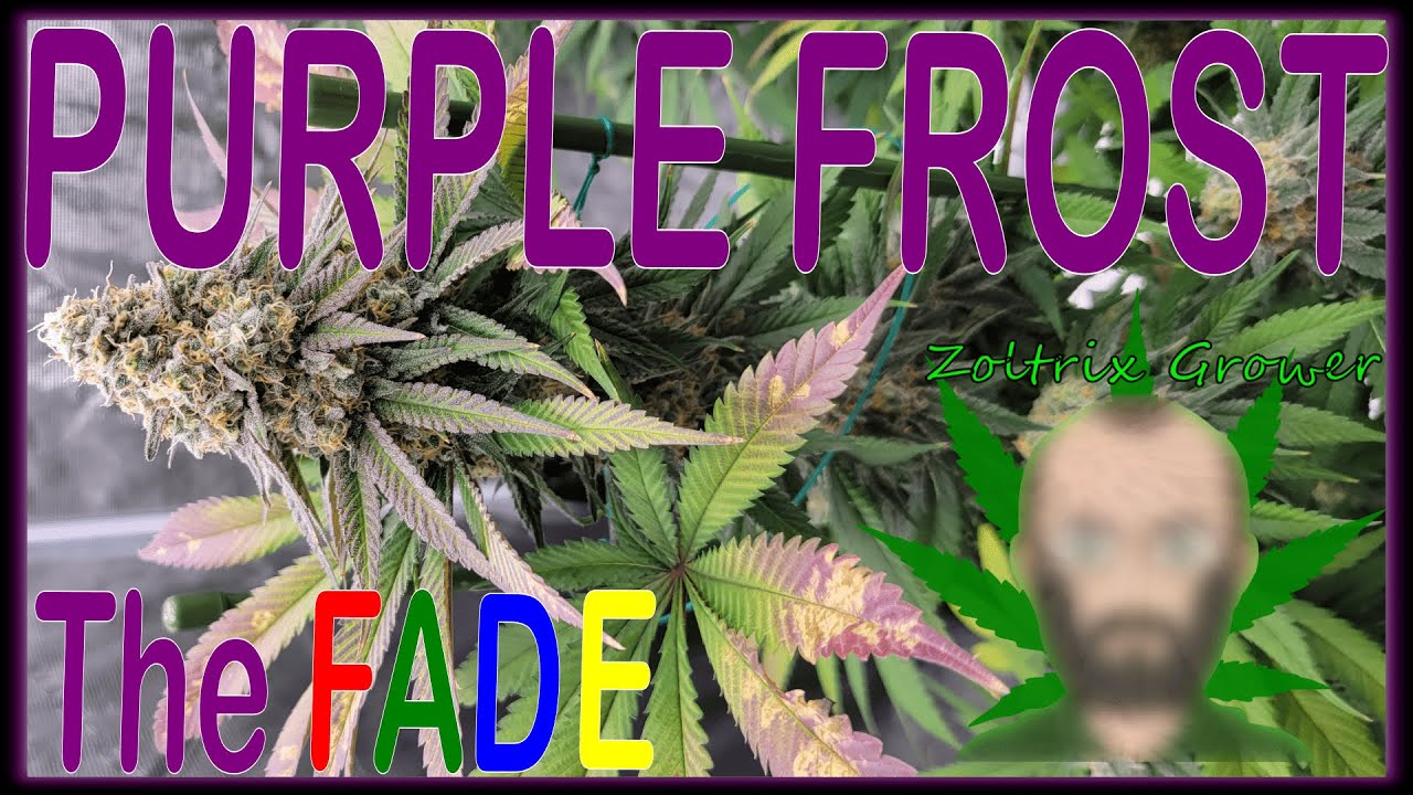 PURPLE FROST! | THE FADE! | ORGANIC GARDENING WITH ZOLTRIX GROWER! | GARDEN CHANGES! | TNB NATURALS!